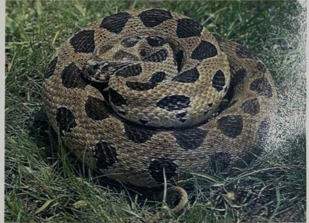 पंचनामे करताना तलाठ्याला सर्पदंश : महसूल विभागाकडून अतिवृष्टीग्रस्त शेतीचे पंचनामे वेगाने सुरू